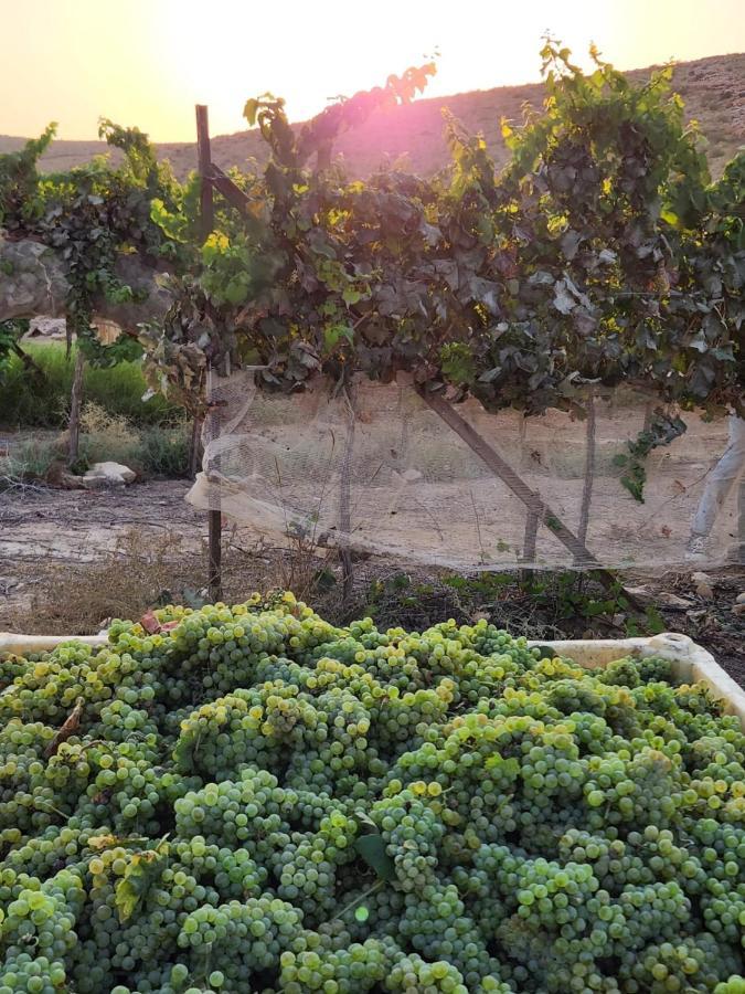 Desert Estate Carmey Avdat Midreshet Ben Gurion Buitenkant foto
