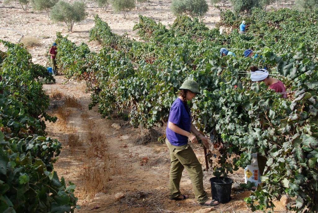 Desert Estate Carmey Avdat Midreshet Ben Gurion Buitenkant foto